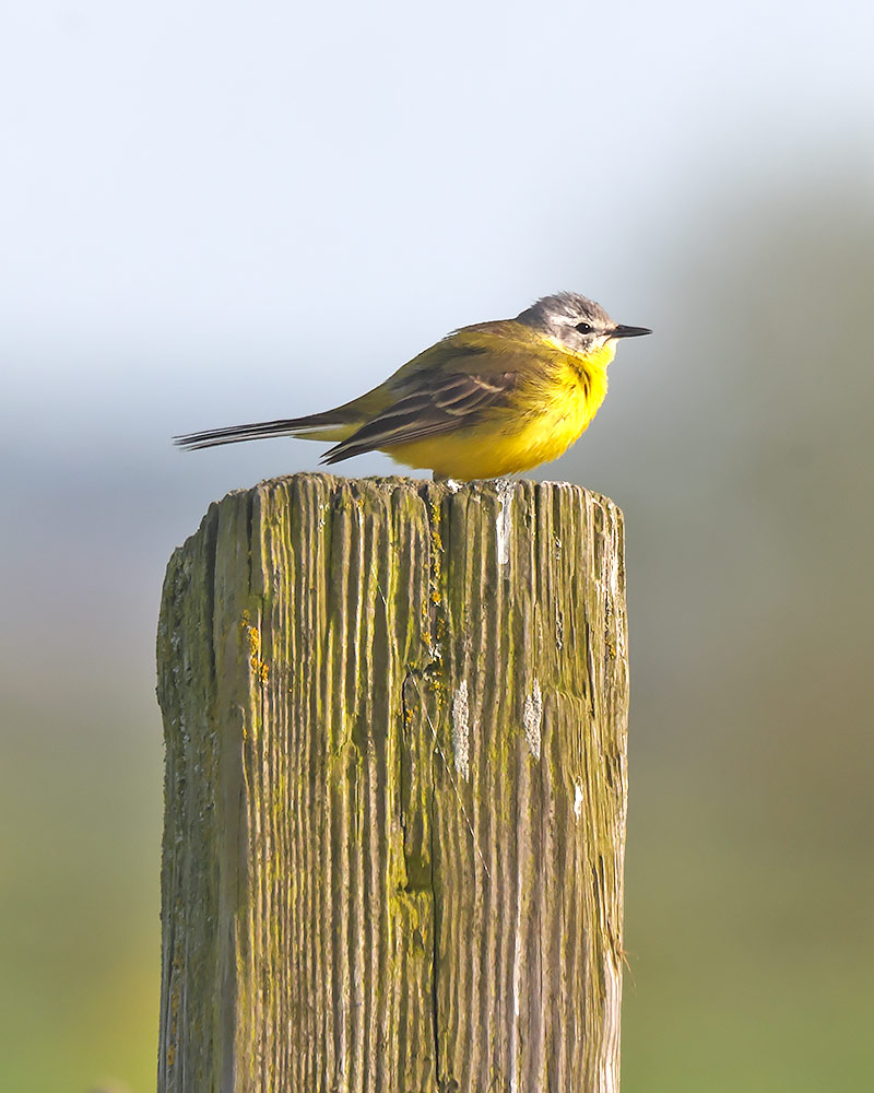 Channel wagtail